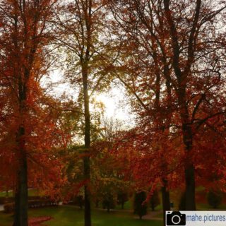 Der #herbst ist da und das sieht man auch. Die Blätter der Bäume verfärben sich und alles sieht ganz #magisch aus.

#fotografie #photography #photooftheday #blatt #grün #wald #leaves🍁 #baum #rot #orange #sonne #sun #växjö #sweden #schweden #swedenimages #fall #autumn #forest #natur #naturfotografie #nature #naturephotography 

________

Mein Equipment:
Canon EOS 250D
Canon EF-S 18-55mm f/3.5-5.6 IS STM
Canon EF 75-300mm f/4-5.6 III
Rollei Premium UV Filter
Rollei & Hama Stative
GODEX LED Videoleuchte

________
© mahe.pictures
Alle Rechte an den Bildern liegen bei @mahe.pictures
Auf Anfrage per DM können im Falle von nicht kommerzieller Nutzung Creative Commons Lizenzen geschlossen werden.
