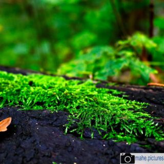 In der Nähe der @wartburg_unesco_welterbe auf der schon #martin #luther als er verfolgt wurde lebte und die #bibel übersetzte, gibt es viel schöne #natur und schöne, filigrane Strukturen zu entdecken!

#fotografie #photography #photooftheday #burg #bible #wartburg #eisenach #moos #blatt #leave #nadeln #nadel #spinne #netz #wasser #tropfen #natur #naturfotografie #nature #naturephotography #marzahnhellersdorf #mahe #marzahn #berlin
 
________

Mein Equipment:
Canon EOS 250D
Canon EF-S 18-55mm f/3.5-5.6 IS STM
Canon EF 75-300mm f/4-5.6 III
Rollei Premium UV Filter
Rollei & Hama Stative
GODEX LED Videoleuchte

________
© mahe.pictures
Alle Rechte an den Bildern liegen bei @mahe.pictures
Auf Anfrage per DM können im Falle von nicht kommerzieller Nutzung Creative Commons Lizenzen geschlossen werden.