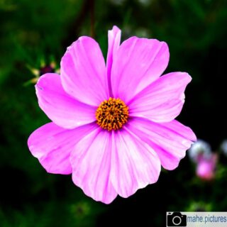 Wundervolle #cosmeen von der @buga2021 

#fotografie #cosmea #photography #photooftheday #blume #natur #naturfotografie #nature #naturephotography #marzahnhellersdorf #mahe #marzahn #berlin #erfurt #flowers #bundesgartenschau #petersberg #egapark

________

Mein Equipment:
Canon EOS 250D
Canon EF-S 18-55mm f/3.5-5.6 IS STM
Canon EF 75-300mm f/4-5.6 III
Rollei Premium UV Filter
Rollei & Hama Stative
GODEX LED Videoleuchte

________
© mahe.pictures
Alle Rechte an den Bildern liegen bei @mahe.pictures
Auf Anfrage per DM können im Falle von nicht kommerzieller Nutzung Creative Commons Lizenzen geschlossen werden.
