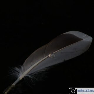 Impressionen aus dem Spreewald.
#wasser #feder #tropfen #grün #blatt #nutria #spreewald #fotografie  #photography #photooftheday #natur #naturfotografie #nature #naturephotography #marzahnhellersdorf #mahe #biesdorf #marzahn #berlin

________

Mein Equipment:
Canon EOS 250D
Canon EF-S 18-55mm f/3.5-5.6 IS STM
Canon EF 75-300mm f/4-5.6 III
Rollei & Hama Stative
GODEX LED Videoleuchte

________
© mahe.pictures 
Alle Rechte an den Bildern liegen bei @mahe.pictures 
Auf Anfrage per DM können im Falle von nicht kommerzieller Nutzung Creative Commons Lizenzen geschlossen werden.
