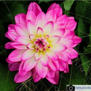 Wundervollen #dahlien aus den @gaertenderwelt und von der @buga2021

#fotografie #photography #photooftheday #dahlie #blume #blumen #flower #dahlien #dahlia #dahlias #natur #naturfotografie #nature #naturephotography #marzahnhellersdorf #mahe  #marzahn #berlin

________

Mein Equipment:
Canon EOS 250D
Canon EF-S 18-55mm f/3.5-5.6 IS STM
Canon EF 75-300mm f/4-5.6 III
Rollei Premium UV Filter
Rollei & Hama Stative
GODEX LED Videoleuchte

________
© mahe.pictures 
Alle Rechte an den Bildern liegen bei @mahe.pictures 
Auf Anfrage per DM können im Falle von nicht kommerzieller Nutzung Creative Commons Lizenzen geschlossen werden.