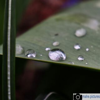 #regentropfen sind wirklich faszinierend.
#regen #wasser #frühling #tropfen #taubnessel #frühlingsgefühle #fotografie #photography #photooftheday #nature #naturephotography #marzahnhellersdorf #mahe #biesdorf #berlin

________

Mein Equipment:
Canon EOS 250D
Canon EF-S 18-55mm f/3.5-5.6 IS STM
Canon EF 75-300mm f/4-5.6 III
Rollei & Hama Stative
GODEX LED Videoleuchte

________
© mahe.pictures 
Alle Rechte an den Bildern liegen bei @mahe.pictures 
Auf Anfrage per DM können im Falle von nicht kommerzieller Nutzung Creative Commons Lizenzen geschlossen werden