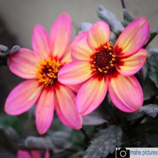 Wunderschöne Blüten!
#blumen #blume #blüte #flowers #fotografie  #photography #photooftheday #natur #naturfotografie #nature #naturephotography #marzahnhellersdorf #mahe #biesdorf #marzahn #berlin

________

Mein Equipment:
Canon EOS 250D
Canon EF-S 18-55mm f/3.5-5.6 IS STM
Canon EF 75-300mm f/4-5.6 III
Rollei & Hama Stative
GODEX LED Videoleuchte

________
© mahe.pictures 
Alle Rechte an den Bildern liegen bei @mahe.pictures 
Auf Anfrage per DM können im Falle von nicht kommerzieller Nutzung Creative Commons Lizenzen geschlossen werden.