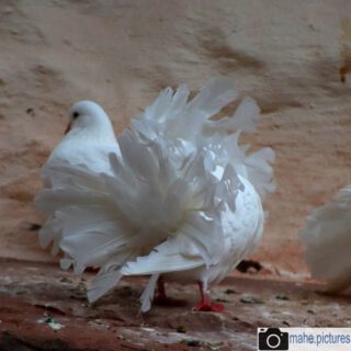 Auf der @wartburg_unesco_welterbe leben diese #tauben, die sich als tolle Fotomotive darboten.

#fotografie  #photography #photooftheday #vogel #weiß #pigeon #burg #wartburg #natur #naturfotografie #nature #naturephotography #marzahnhellersdorf #mahe  #marzahn #berlin

________

Mein Equipment:
Canon EOS 250D
Canon EF-S 18-55mm f/3.5-5.6 IS STM
Canon EF 75-300mm f/4-5.6 III
Rollei Premium UV Filter
Rollei & Hama Stative
GODEX LED Videoleuchte

________
© mahe.pictures 
Alle Rechte an den Bildern liegen bei @mahe.pictures 
Auf Anfrage per DM können im Falle von nicht kommerzieller Nutzung Creative Commons Lizenzen geschlossen werden.