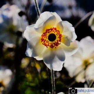 Wundervolle weiße #blüten von der @buga2021 und aus den @gaertenderwelt 

#fotografie  #photography #photooftheday #blume #natur #naturfotografie #nature #naturephotography #marzahnhellersdorf #mahe  #marzahn #berlin

________

Mein Equipment:
Canon EOS 250D
Canon EF-S 18-55mm f/3.5-5.6 IS STM
Canon EF 75-300mm f/4-5.6 III
Rollei Premium UV Filter
Rollei & Hama Stative
GODEX LED Videoleuchte

________
© mahe.pictures 
Alle Rechte an den Bildern liegen bei @mahe.pictures 
Auf Anfrage per DM können im Falle von nicht kommerzieller Nutzung Creative Commons Lizenzen geschlossen werden.
