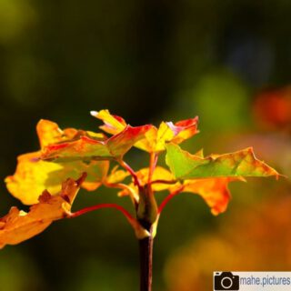 Der Herbst ist da.
Hier, aber auch im @nationalpark_hainich 

#fotografie  #photography #photooftheday #blatt #grün #wald #leaves🍁 #herbst #fall #autumn #hainich #forest #natur #naturfotografie #nature #naturephotography #marzahnhellersdorf #mahe  #marzahn #berlin

________

Mein Equipment:
Canon EOS 250D
Canon EF-S 18-55mm f/3.5-5.6 IS STM
Canon EF 75-300mm f/4-5.6 III
Rollei Premium UV Filter
Rollei & Hama Stative
GODEX LED Videoleuchte

________
© mahe.pictures 
Alle Rechte an den Bildern liegen bei @mahe.pictures 
Auf Anfrage per DM können im Falle von nicht kommerzieller Nutzung Creative Commons Lizenzen geschlossen werden.