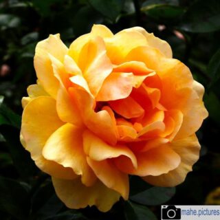 #rosen können viele Farben und Blütenformen haben.
Aber egal, wir sie sind, sie sind immer schön.
Welche der drei Rosen ist euer Favorit?

#fotografie #photography #photooftheday #rose #natur #naturfotografie #nature #naturephotography #marzahnhellersdorf #mahe  #marzahn #berlin

________

Mein Equipment:
Canon EOS 250D
Canon EF-S 18-55mm f/3.5-5.6 IS STM
Canon EF 75-300mm f/4-5.6 III
Rollei Premium UV Filter
Rollei & Hama Stative
GODEX LED Videoleuchte

________
© mahe.pictures 
Alle Rechte an den Bildern liegen bei @mahe.pictures 
Auf Anfrage per DM können im Falle von nicht kommerzieller Nutzung Creative Commons Lizenzen geschlossen werden.