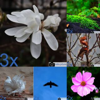 Mit dem letzten Teil des Jahresrückblicks wünsche ich allen einen guten Rutsch und ein frohes neues Jahr!
Hier sind die Fotos mit der Anzahl des Vorkommens im Jahresrückblick aufgelistet. Die #magnolie scheint wirklich das Highlight zu sein!

#fotografie #photography #photooftheday #like #best #natur #naturfotografie #nature #vogel #blüte #bunt #gelb #blau #tier #naturephotography #marzahnhellersdorf #mahe #marzahn #berlin

________

Mein Equipment:
Canon EOS 250D
Canon EF-S 18-55mm f/3.5-5.6 IS STM
Canon EF 75-300mm f/4-5.6 III
Rollei Premium UV Filter
Rollei & Hama Stative
GODEX LED Videoleuchte

________
© mahe.pictures
Alle Rechte an den Bildern liegen bei @mahe.pictures
Auf Anfrage per DM können im Falle von nicht kommerzieller Nutzung Creative Commons Lizenzen geschlossen werden.