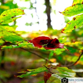 Herbstlich, grüne Impressionen aus dem @nationalpark_hainich und vom @baumkronenpfad 

#fotografie  #photography #photooftheday #blatt #grün #wald #leaves🍁 #forest #natur #naturfotografie #nature #naturephotography #marzahnhellersdorf #mahe  #marzahn #berlin

________

Mein Equipment:
Canon EOS 250D
Canon EF-S 18-55mm f/3.5-5.6 IS STM
Canon EF 75-300mm f/4-5.6 III
Rollei Premium UV Filter
Rollei & Hama Stative
GODEX LED Videoleuchte

________
© mahe.pictures 
Alle Rechte an den Bildern liegen bei @mahe.pictures 
Auf Anfrage per DM können im Falle von nicht kommerzieller Nutzung Creative Commons Lizenzen geschlossen werden.