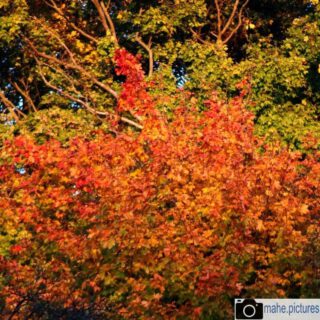 #autumnvibes 
Das Farbspiel der bunten Blätter im Herbst ist immer wieder schön.

#fotografie  #photography #photooftheday #blatt #grün #wald #leaves🍁 #herbst #fall #autumn #forest #natur #naturfotografie #nature #naturephotography #marzahnhellersdorf #mahe  #marzahn #berlin

________

Mein Equipment:
Canon EOS 250D
Canon EF-S 18-55mm f/3.5-5.6 IS STM
Canon EF 75-300mm f/4-5.6 III
Rollei Premium UV Filter
Rollei & Hama Stative
GODEX LED Videoleuchte

________
© mahe.pictures 
Alle Rechte an den Bildern liegen bei @mahe.pictures 
Auf Anfrage per DM können im Falle von nicht kommerzieller Nutzung Creative Commons Lizenzen geschlossen werden.