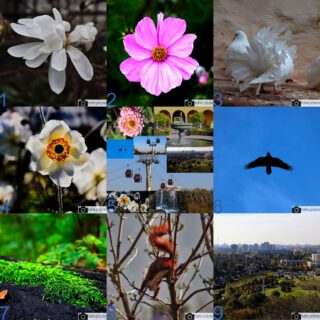 Schließlich der letzte Teil der objektiven Auswertung: Diese Fotos haben die meisten Impressionen hervorgerufen.

#fotografie #photography #photooftheday #like #best #natur #naturfotografie #nature #vogel #blüte #bunt #gelb #blau #tier #naturephotography #marzahnhellersdorf #mahe #marzahn #berlin

________

Mein Equipment:
Canon EOS 250D
Canon EF-S 18-55mm f/3.5-5.6 IS STM
Canon EF 75-300mm f/4-5.6 III
Rollei Premium UV Filter
Rollei & Hama Stative
GODEX LED Videoleuchte

________
© mahe.pictures
Alle Rechte an den Bildern liegen bei @mahe.pictures
Auf Anfrage per DM können im Falle von nicht kommerzieller Nutzung Creative Commons Lizenzen geschlossen werden.
