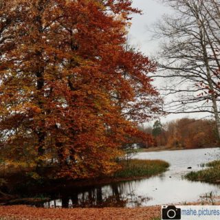 Der Herbst ist einfach zu schön, um die Kamera in der Tasche zu lassen!
Überall leuchten die Bäume in den schönsten Gelb-, Orange- und Rottönen.
Die #laubfärbung ist so wunderschön und in Kombination mit #wasser wird es noch magischer.

#fotografie #photography #photooftheday #blatt #grün #wald #leaves🍁 #baum #rot #orange #magisch #magie #leaves #sonne #sun #växjö #sweden #schweden #swedenimages #fall #autumn #forest #natur #naturfotografie #nature #naturephotography

________

Mein Equipment:
Canon EOS 250D
Canon EF-S 18-55mm f/3.5-5.6 IS STM
Canon EF 75-300mm f/4-5.6 III
Rollei Premium UV Filter
Rollei & Hama Stative
GODEX LED Videoleuchte

________
© mahe.pictures
Alle Rechte an den Bildern liegen bei @mahe.pictures
Auf Anfrage per DM können im Falle von nicht kommerzieller Nutzung Creative Commons Lizenzen geschlossen werden.