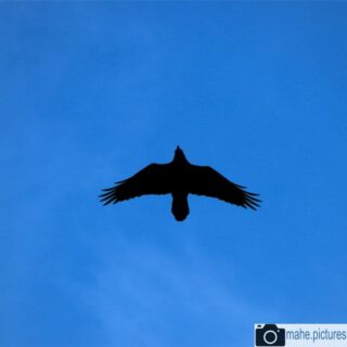 Heute wird es Mal luftig. Der Bussard flog im @nationalpark_hainich. Die #amsel ist in #biesdorf zu Hause.

#fotografie  #photography #photooftheday #vogel #bird #natur #naturfotografie #nature #naturephotography #marzahnhellersdorf #mahe  #marzahn #berlin

________

Mein Equipment:
Canon EOS 250D
Canon EF-S 18-55mm f/3.5-5.6 IS STM
Canon EF 75-300mm f/4-5.6 III
Rollei Premium UV Filter
Rollei & Hama Stative
GODEX LED Videoleuchte

________
© mahe.pictures 
Alle Rechte an den Bildern liegen bei @mahe.pictures 
Auf Anfrage per DM können im Falle von nicht kommerzieller Nutzung Creative Commons Lizenzen geschlossen werden.