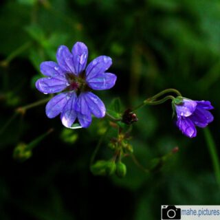 Ein paar Impressionen aus dem Sommer und Herbst des letzten Jahres.
Auch bei oder nach Regen sehen Blumen und Blüten schön aus. Regentropfen können echt toll wirken.

#fotografie #photography #photooftheday #blatt #grün #wald #leaves🍁 #forest #blume #blüte #blau #lila #regen #tropfen #natur #naturfotografie #nature #naturephotography #marzahnhellersdorf #mahe #marzahn #berlin

________

Mein Equipment:
Canon EOS 250D
Canon EF-S 18-55mm f/3.5-5.6 IS STM
Canon EF 75-300mm f/4-5.6 III
Rollei Premium UV Filter
Rollei & Hama Stative
GODEX LED Videoleuchte

________
© mahe.pictures
Alle Rechte an den Bildern liegen bei @mahe.pictures
Auf Anfrage per DM können im Falle von nicht kommerzieller Nutzung Creative Commons Lizenzen geschlossen werden.