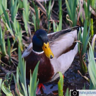Ein paar hübsche #enten 
Diesmal nicht aus #marzahnhellersdorf sondern aus #thüringen
#frühlingsgefühle #sonne #natur #tier #tiere #ente #tierfotografie #naturfotografie #foto #fotografie #photography #photooftheday #nature #naturephotography #marzahnhellersdorf #mahe #biesdorf #berlin

________

Mein Equipment:
Canon EOS 250D
Canon EF-S 18-55mm f/3.5-5.6 IS STM
Canon EF 75-300mm f/4-5.6 III
Rollei & Hama Stative
GODEX LED Videoleuchte

________
© mahe.pictures 
Alle Rechte an den Bildern liegen bei @mahe.pictures 
Auf Anfrage per DM können im Falle von nicht kommerzieller Nutzung Creative Commons Lizenzen geschlossen werden